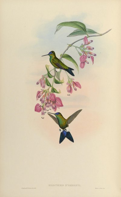 Eriocnemis dorbignyi by John Gould
